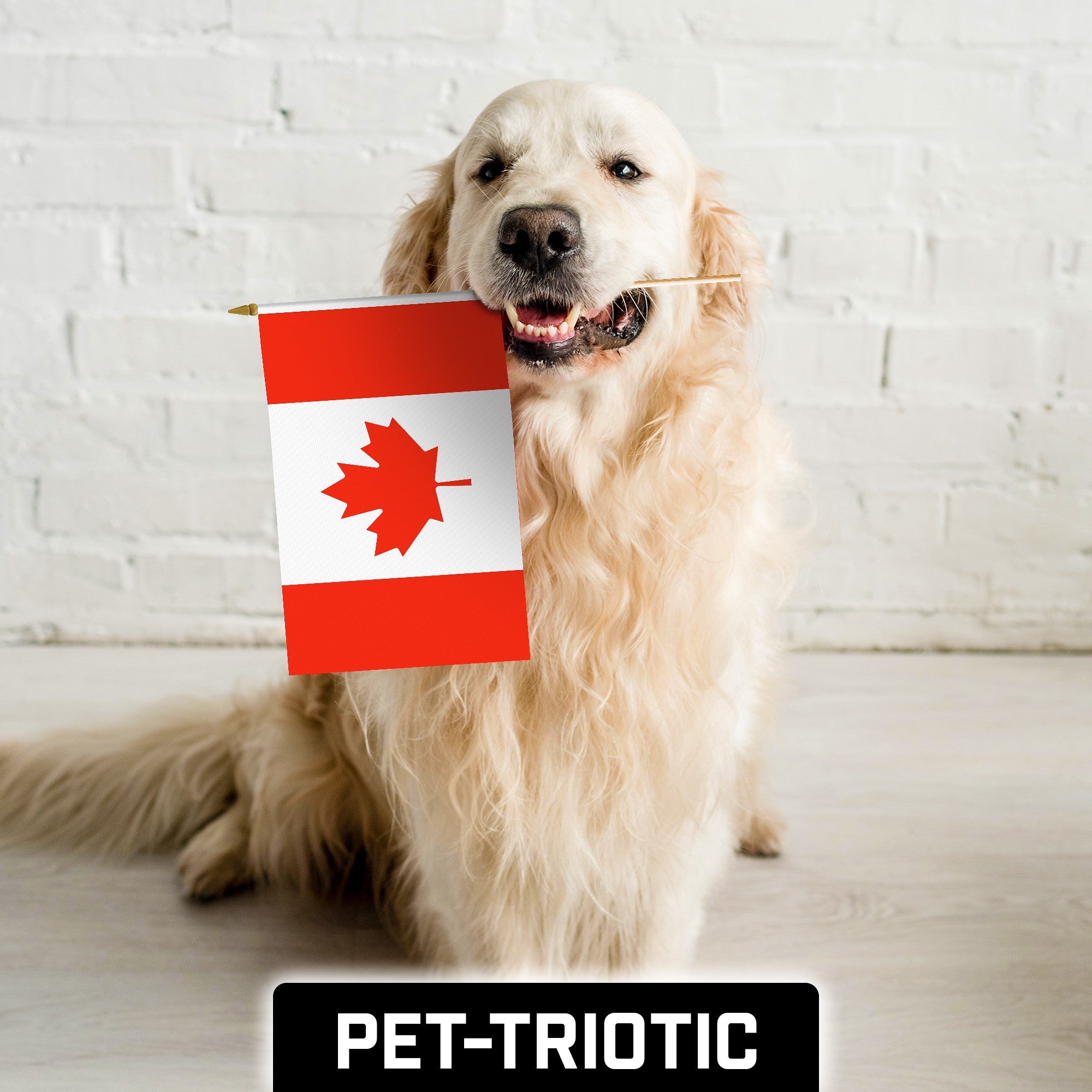 G128 50 Pack Handheld Canada Canadian Stick Flags | 12x18 In | Printed 150D Polyester, Country Flag, Solid Wooden Stick, Spear Gold Tip