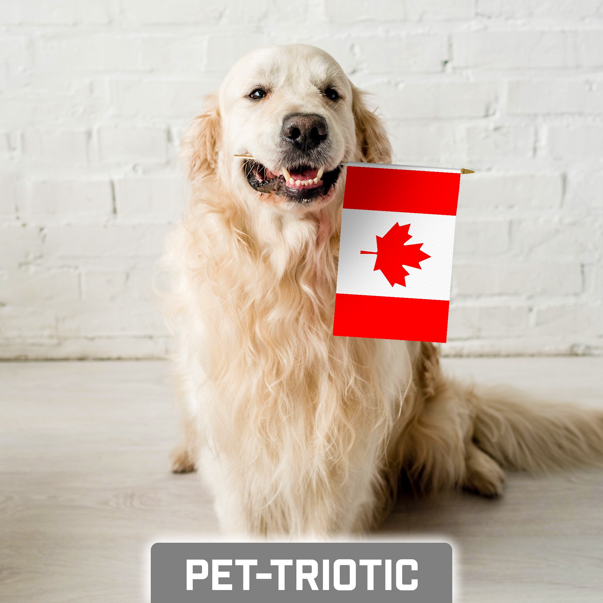 G128 30 Pack Handheld Canada Canadian Stick Flags | 8x12 In | Printed 150D Polyester, Country Flag, Solid Wooden Stick, Spear Gold Tip