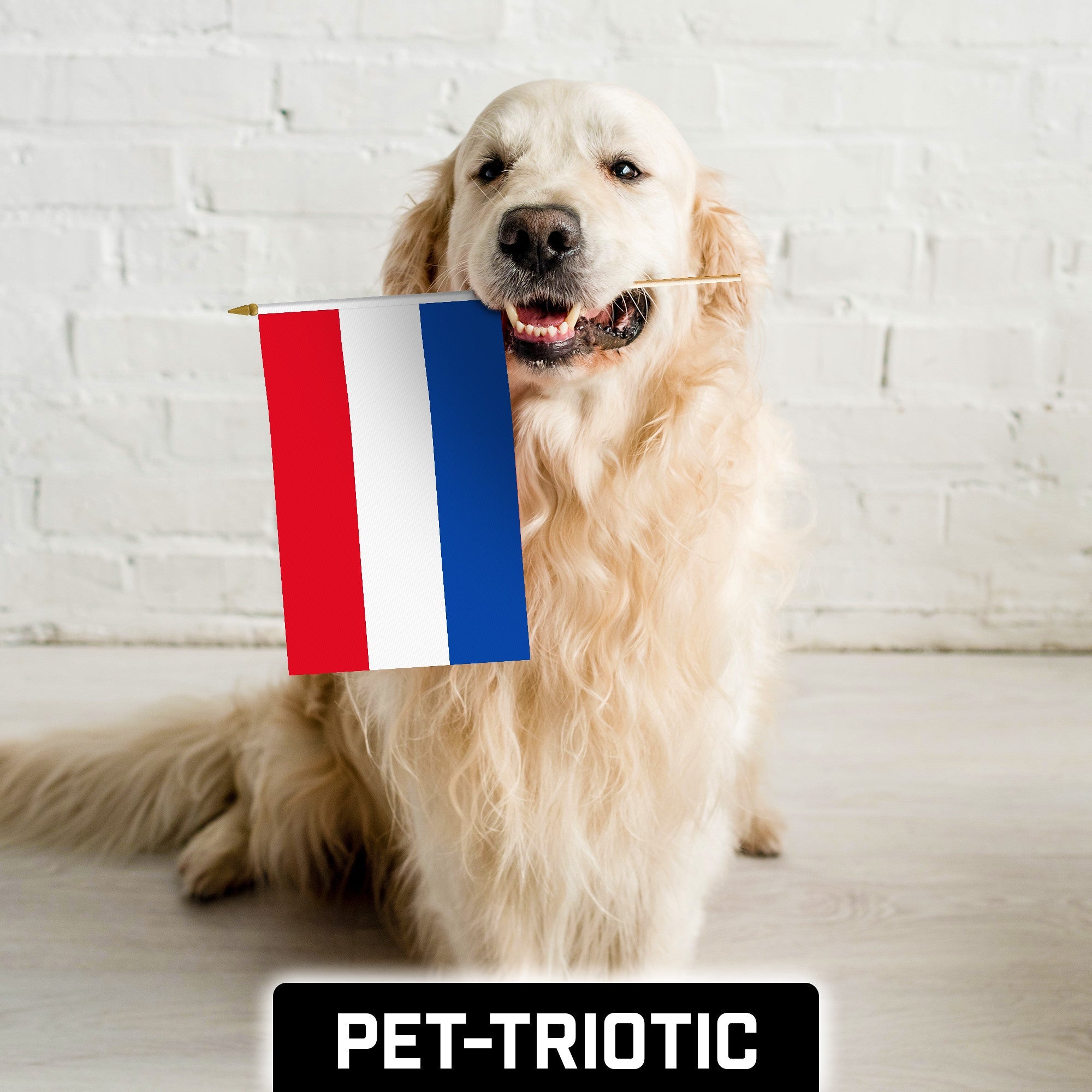 G128 50 Pack Handheld Netherlands Dutch Stick Flags | 12x18 In | Printed 150D Polyester, Country Flag, Solid Wooden Stick, Spear Gold Tip
